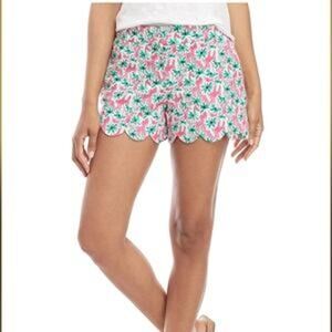 Crown & Ivy Shelby Cotton Palm Tree Tropical Print Scalloped Shorts Women's 16W